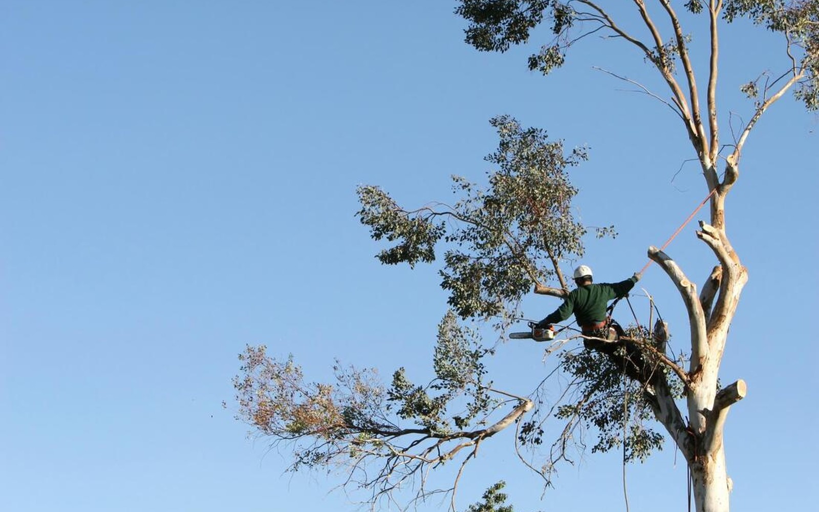Timber Harvesting Companies